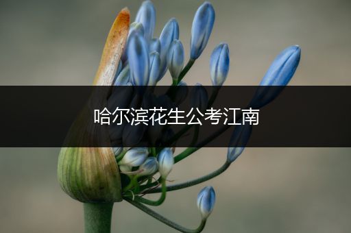 哈尔滨花生公考江南