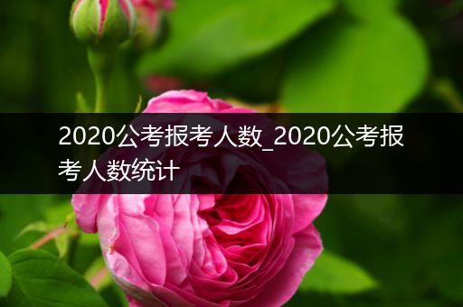 2020公考报考人数_2020公考报考人数统计