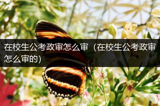 在校生公考政审怎么审（在校生公考政审怎么审的）
