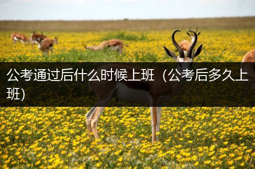 公考通过后什么时候上班（公考后多久上班）