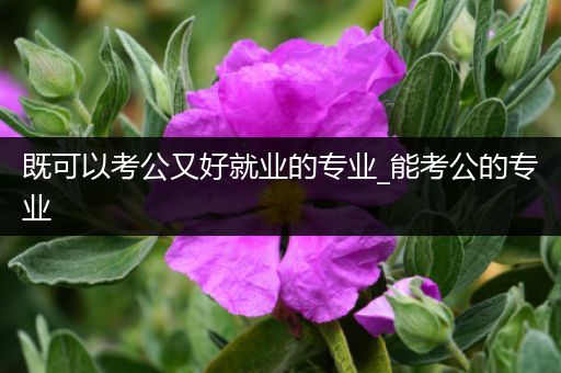 既可以考公又好就业的专业_能考公的专业