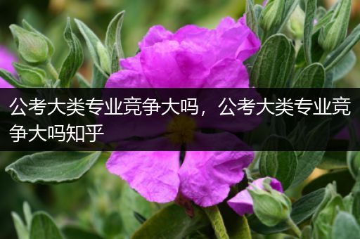 公考大类专业竞争大吗，公考大类专业竞争大吗知乎